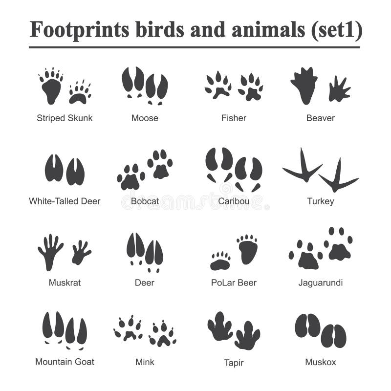 wildlife animals birds footprint animal paw prints vector set footprints variety animals illustration black 110910805