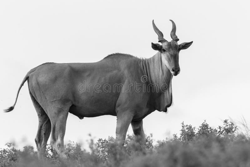 Wildlife Buck Eland Black White Stock Image - Image of animal, buck: 63877543 Wildlife Buck Eland Black White Stock Image - Image of animal, buck: 63877543