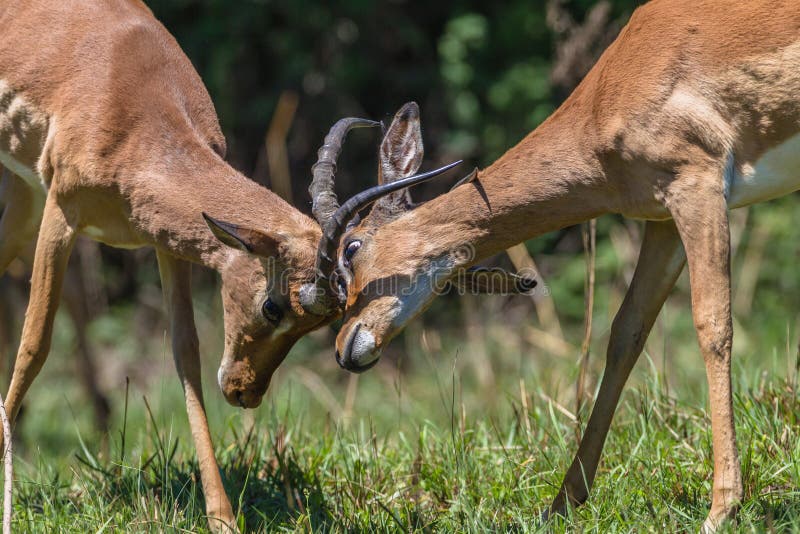 Wildlife Bucks Males Fight Horns Stock Image - Image of trees, fight:  34416637