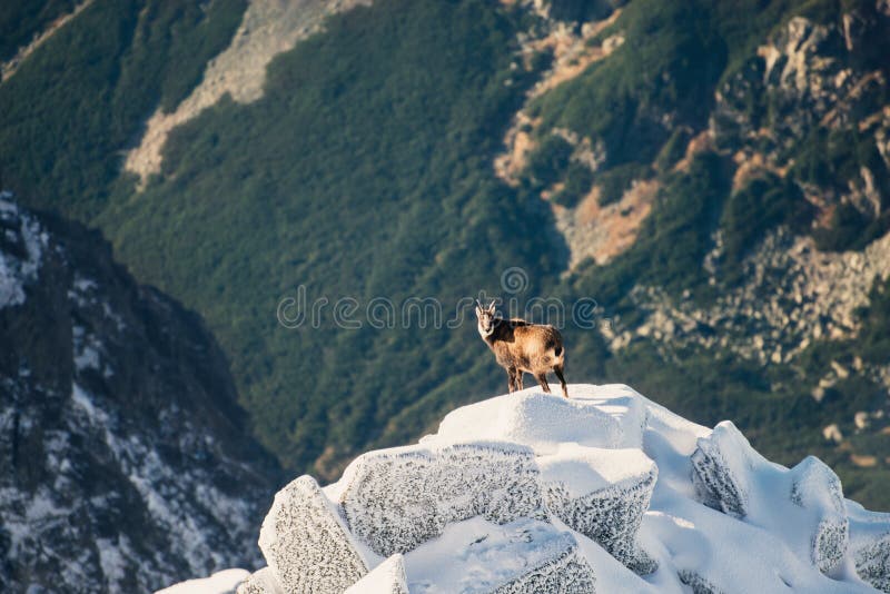 Divoká zver kamzíkov v horách. Vysoké Tatry