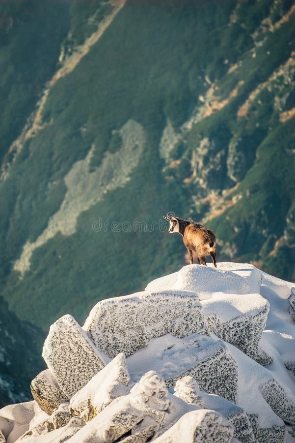 Divoká zver kamzíkov v horách. Vysoké Tatry