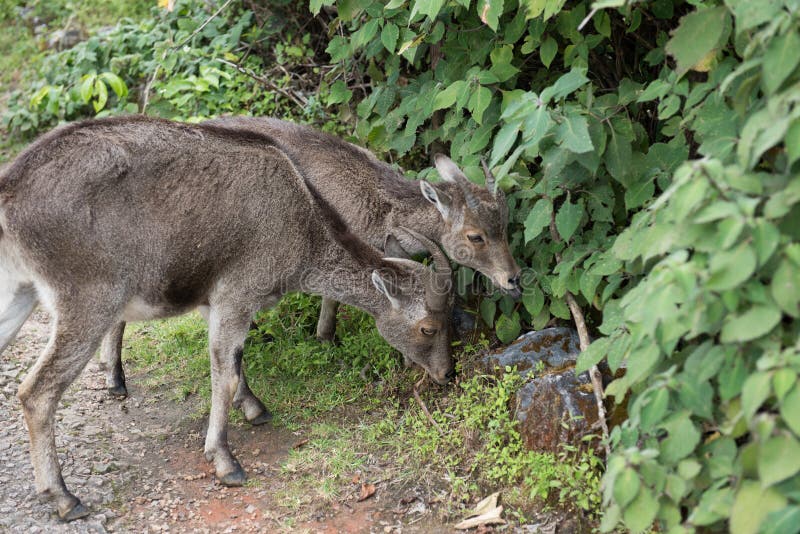 Wildlife in Eravikulam National Park