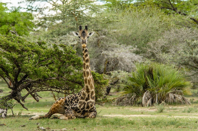 Wildlife - Giraffe stock photo Wildlife - Giraffe stock photo