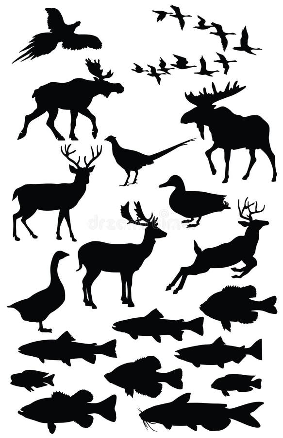 Wildlife illustration