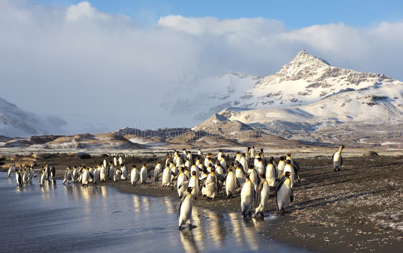 Wildlife And Landscapes Of South Georgia Stock Photo - Image of ocean