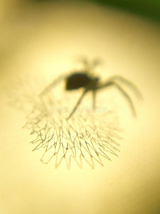 Wildlife Macro Photography. Green Macro Photography