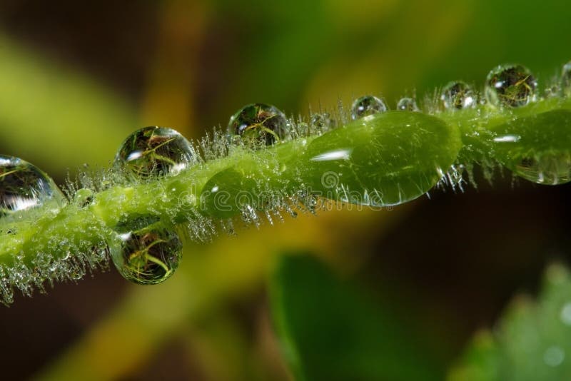wildlife macrocosm Gocce di rugiada sui bei fiori Strappi, ambiti di provenienza fotografie stock wildlife macrocosm Gocce di rugiada sui bei fiori Strappi, ambiti di provenienza fotografie stock