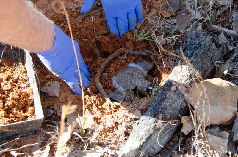 Wildlife management and hobby trapping for predator control. Trapping tools for coyote and wildlife huntingt. Trapping hunting tools for coyote and wildlife trapping. Trapper setting up trap in the ground. Outdoor hobby of hunting trapping wild animal.