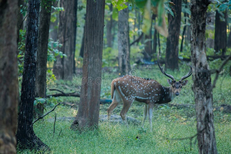 Wildlife, Nature Reserve, Woodland, Deer Picture. Image: 132088163