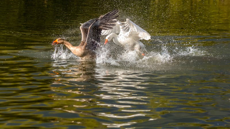 Wildlife nature swan and gose fight on lake sunset Cork Irland lizenzfreie stockfotos Wildlife nature swan and gose fight on lake sunset Cork Irland lizenzfreie stockfotos
