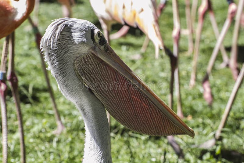 Wildlife pelican, bird with huge beak