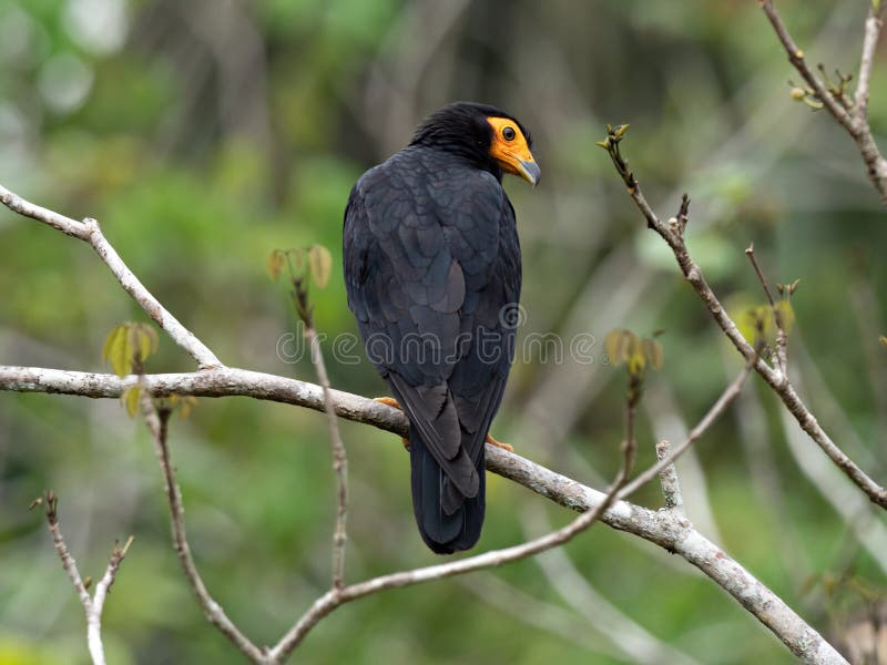 Wildlife photo of a Black Caracara Daptrius ater