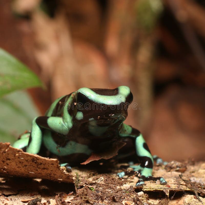 Green And Black Poison Dart Frog Stock Photo - Image of tropics, small