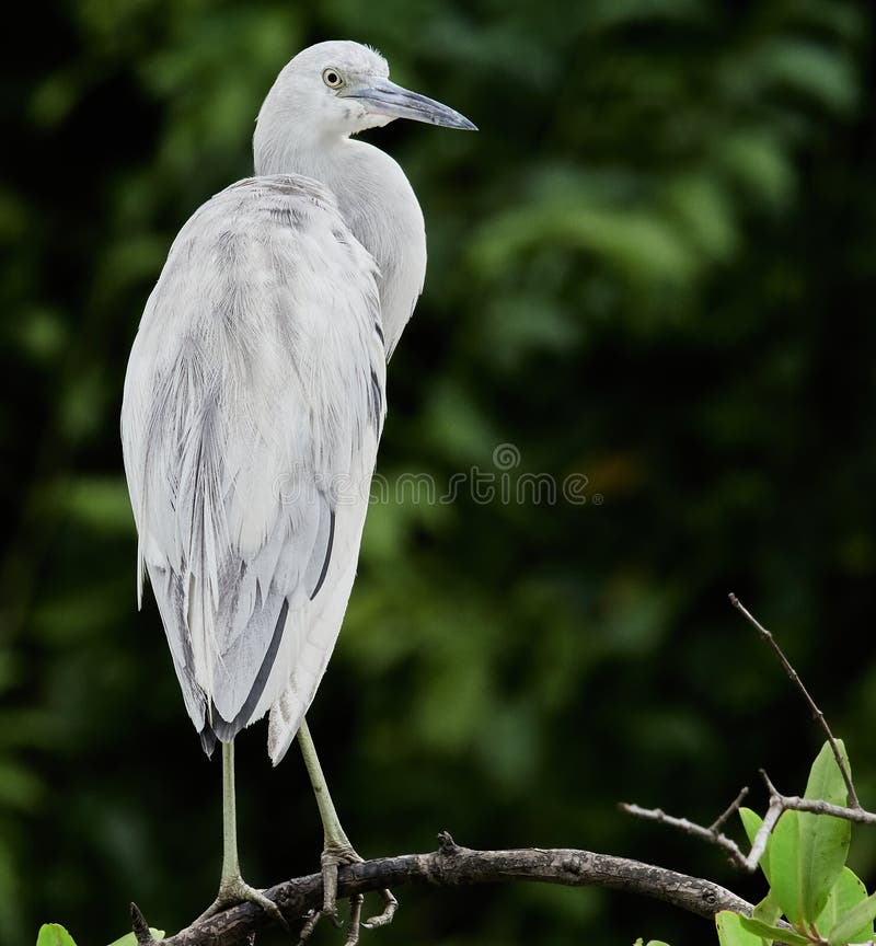 Wildlife photo of an Little Blue Heron Egretta caerulea