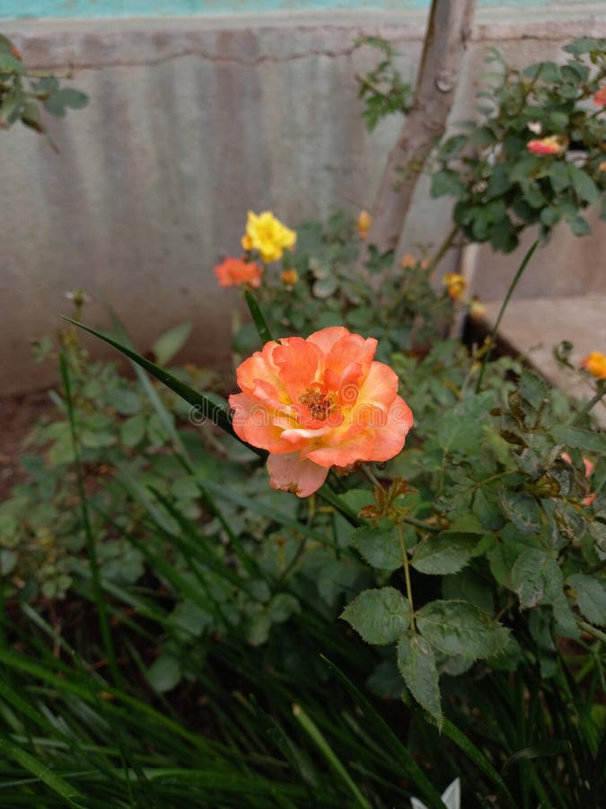 Wildlife photography rose stock image. Image of leaf 190094191