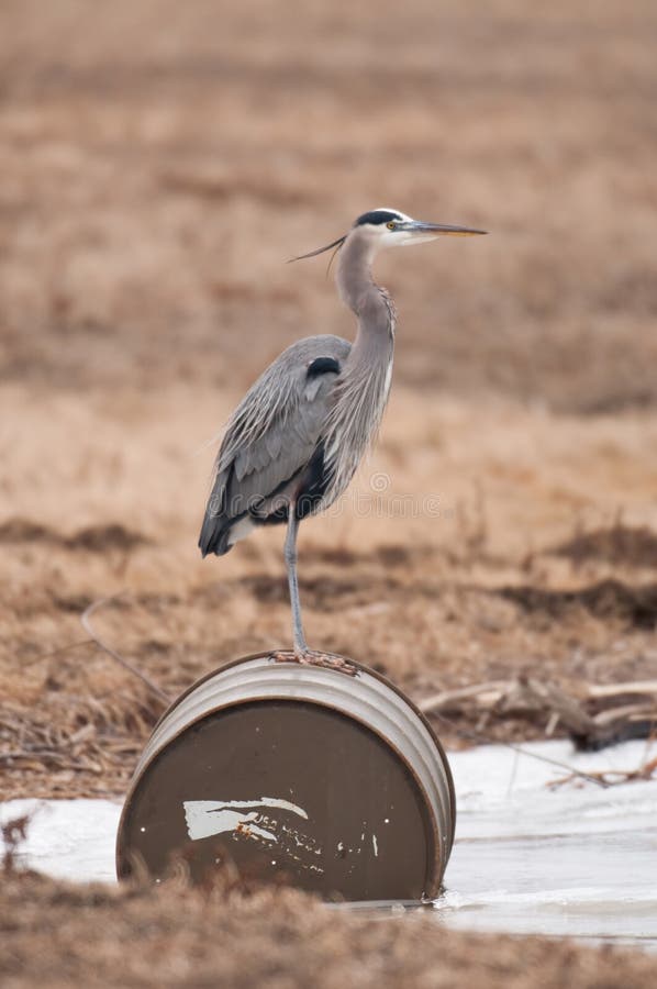 Wildlife and pollution