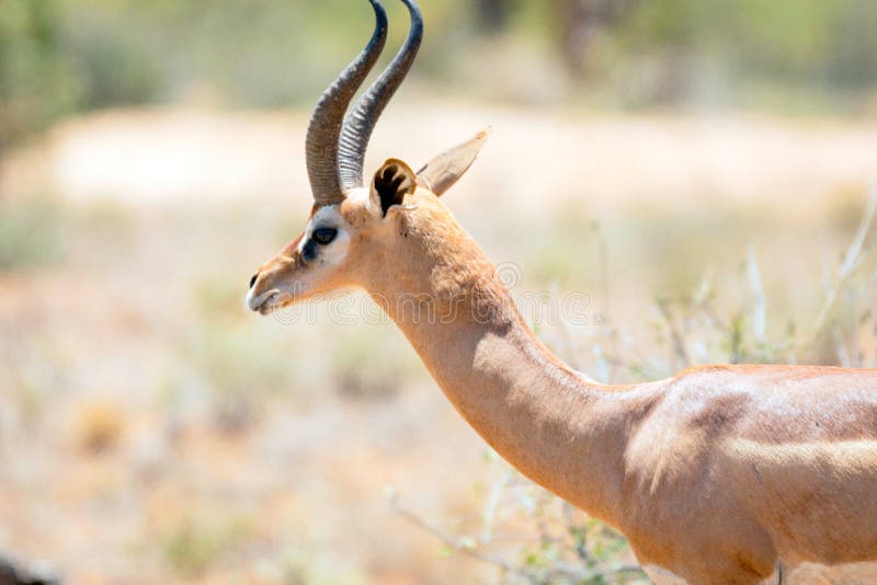 Wildlife portrait gerenuk gazelle in samburu national park. Wildlife portrait gerenuk gazelle in samburu national park