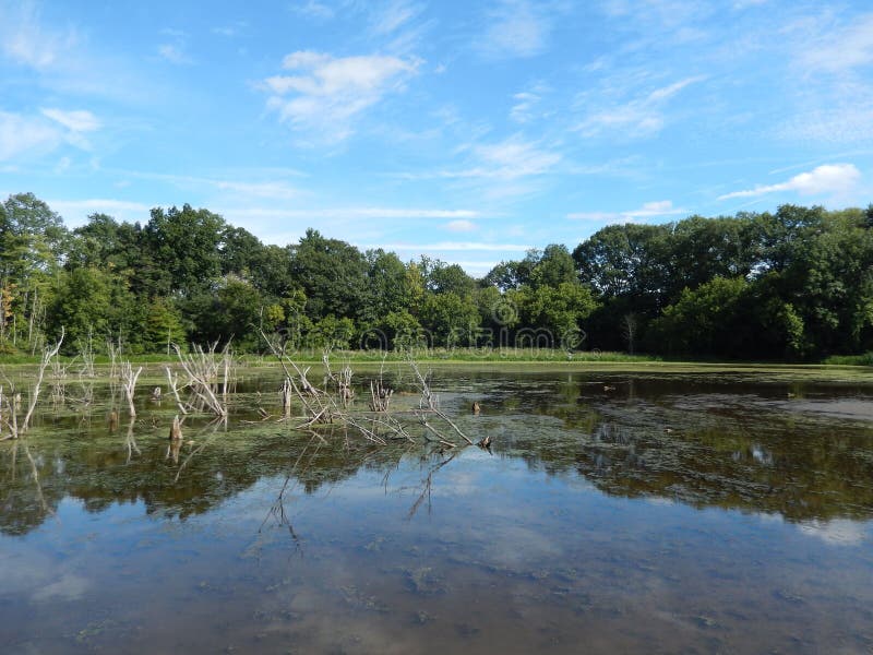 Wildlife preserve with forest tree line reflected in a lake