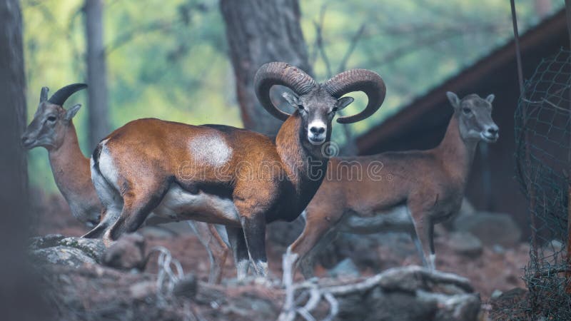 Wildlife protection. Wild Cyprus mouflon in a national reserve in Troodos mountains