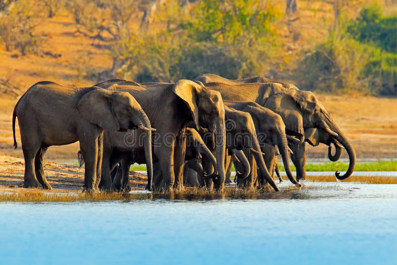 Wildlife scene from nature. A herd of African elephants drinking at a waterhole lifting their trunks, Chobe National park, Botswan stock photo Wildlife scene from nature. A herd of African elephants drinking at a waterhole lifting their trunks, Chobe National park, Botswan stock photo