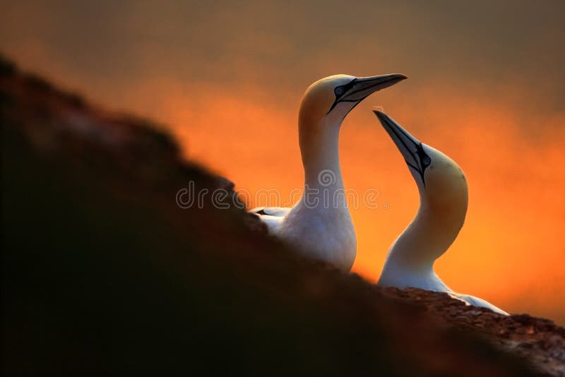 Wildlife scene from nature. Northern Gannet, Sula bassana.