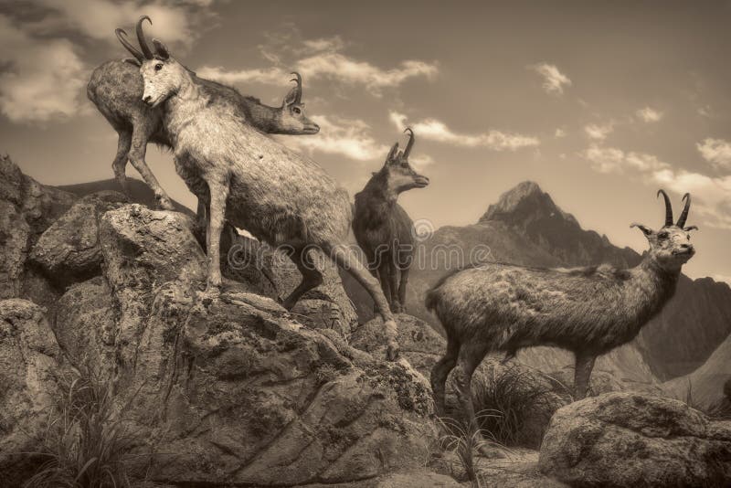 Wildlife scene- wildlife scene - vintage. Bear badger stock images, royalty-free photos and pictures