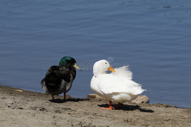 Wildlife Series - Mallard Duck and American Pekin Duck - White Dabbling ...