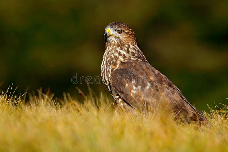 Wildlife in Slovakia. Hunter in the grass. Birds of pray Common Buzzard, Buteo buteo, sitting in the grass with blurred green fore