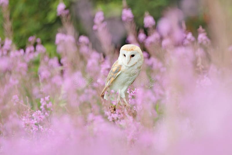 Wildlife spring art scene from nature with bird. Beautiful nature scene with owl and flowers. Barn Owl in light pink bloom, clear