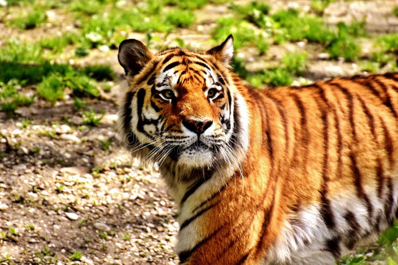 Wildlife, Tiger, Mammal, Terrestrial Animal Picture. Image: 101460479