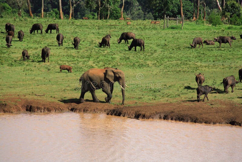 Wildlife at a waterhole stock photo Wildlife at a waterhole stock photo