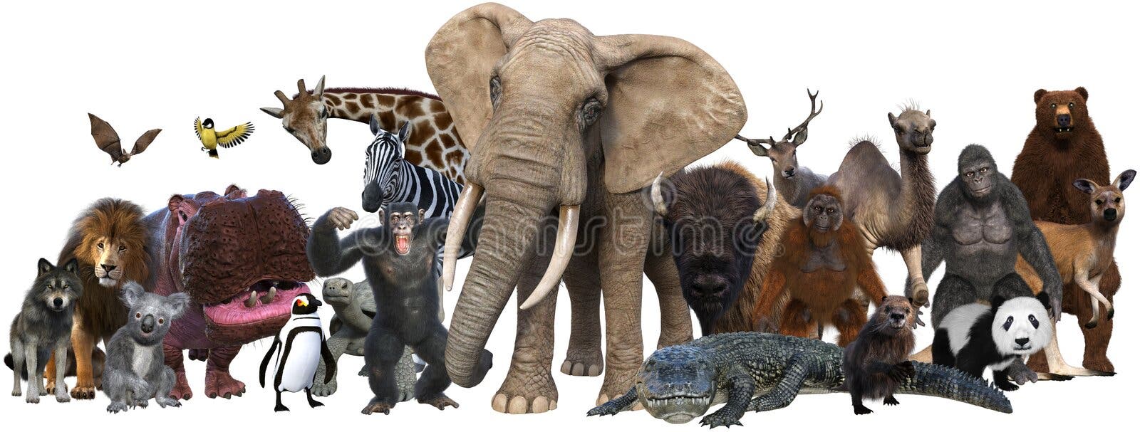 Wild animals