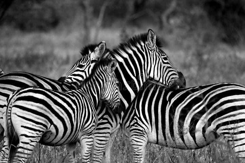 Wildlife, Zebra, Black And White, Black Picture. Image 97276936
