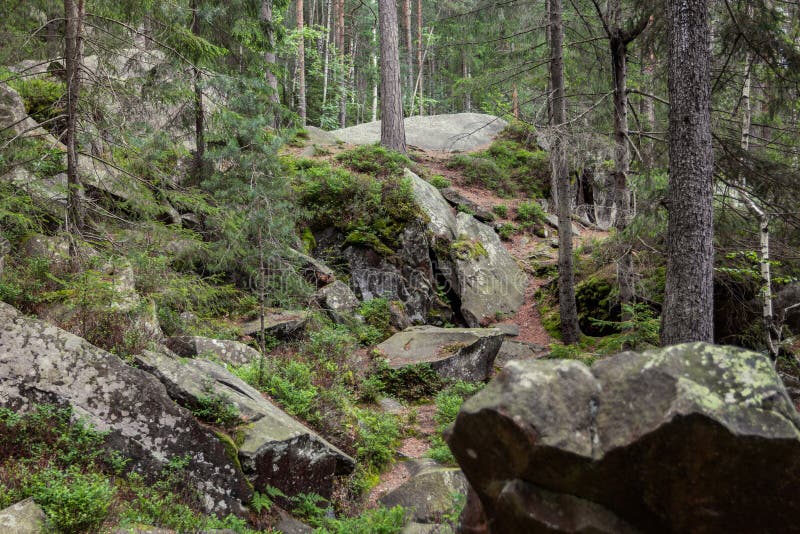Wildnislandschaftswald mit Kiefern und Moos auf Felsen Große alte Steine stockfoto Wildnislandschaftswald mit Kiefern und Moos auf Felsen Große alte Steine stockfoto