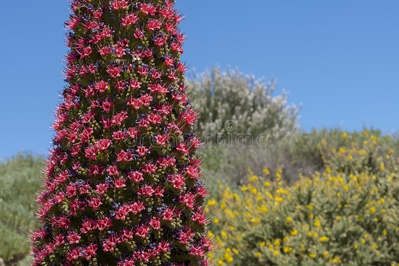 Wildpretii d'Echium de fleur, Tajinaste images libres de droits Wildpretii d'Echium de fleur, Tajinaste images libres de droits