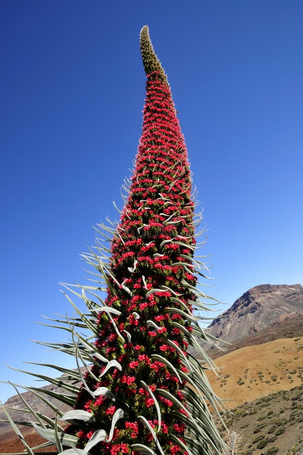 Wildpretii del Echium en Tenerife, islas Canarias. fotografía de archivo Wildpretii del Echium en Tenerife, islas Canarias. fotografía de archivo
