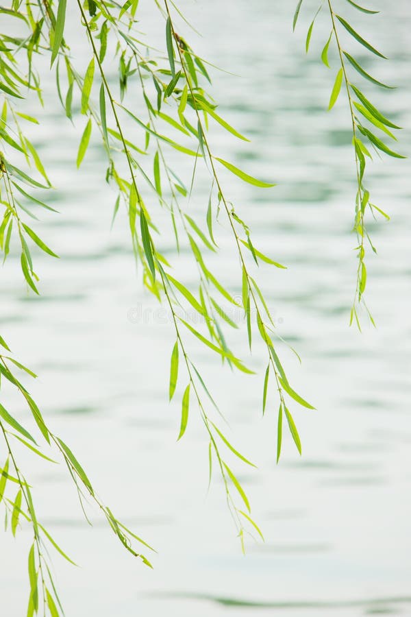 Under a Willow Tree stock photo. Image of tree, leaves 6704132