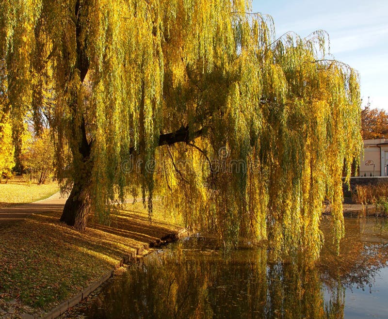 Willow autumn season.