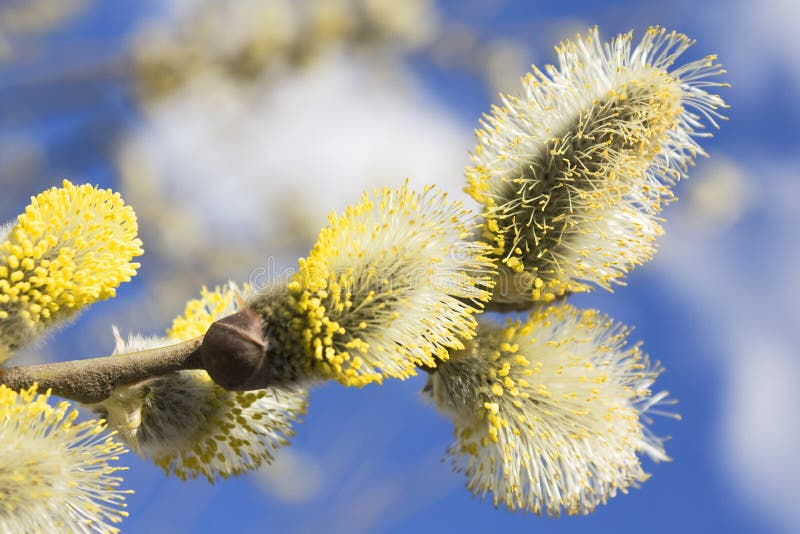 The willow blossoms stock photo. Image of yellow, branch - 15819126