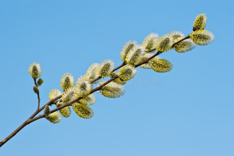 Willow branch stock image. Image of twig, willow, softness - 29607097