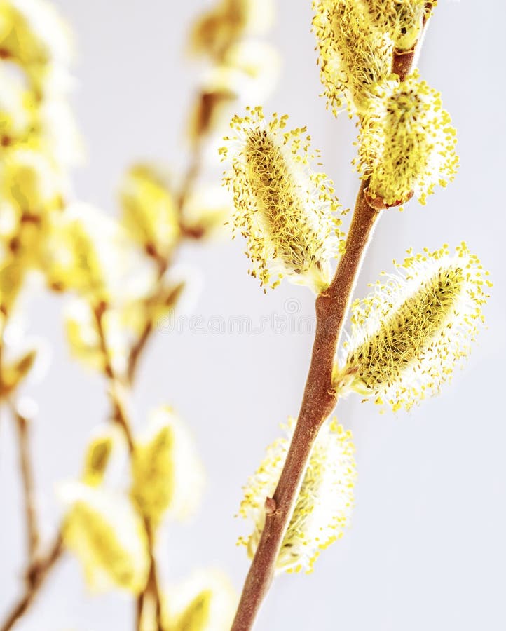 Willow branch with fluffy buds with yellow pollen in the sunshine, the concept of the beginning of spring and Easter stock photos