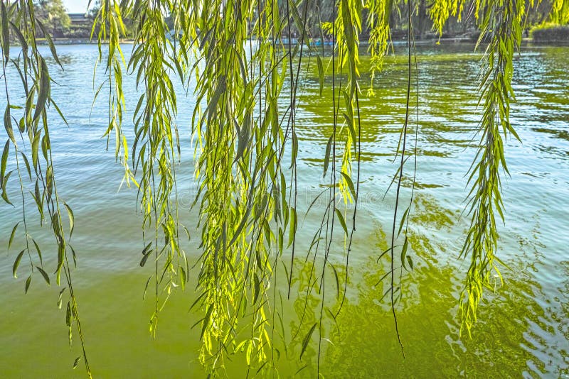 Willow branch stock image. Image of lakeside, closeup 54457383