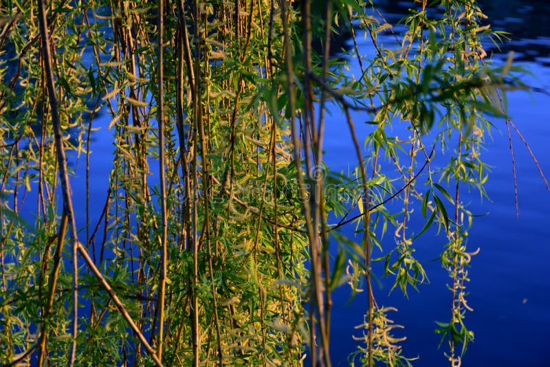 Willow branches stock photo. Image of details, night 89843240