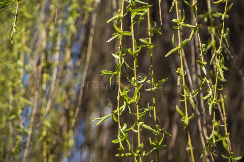 Willow buds Salix with fresh leaves bloom in spring