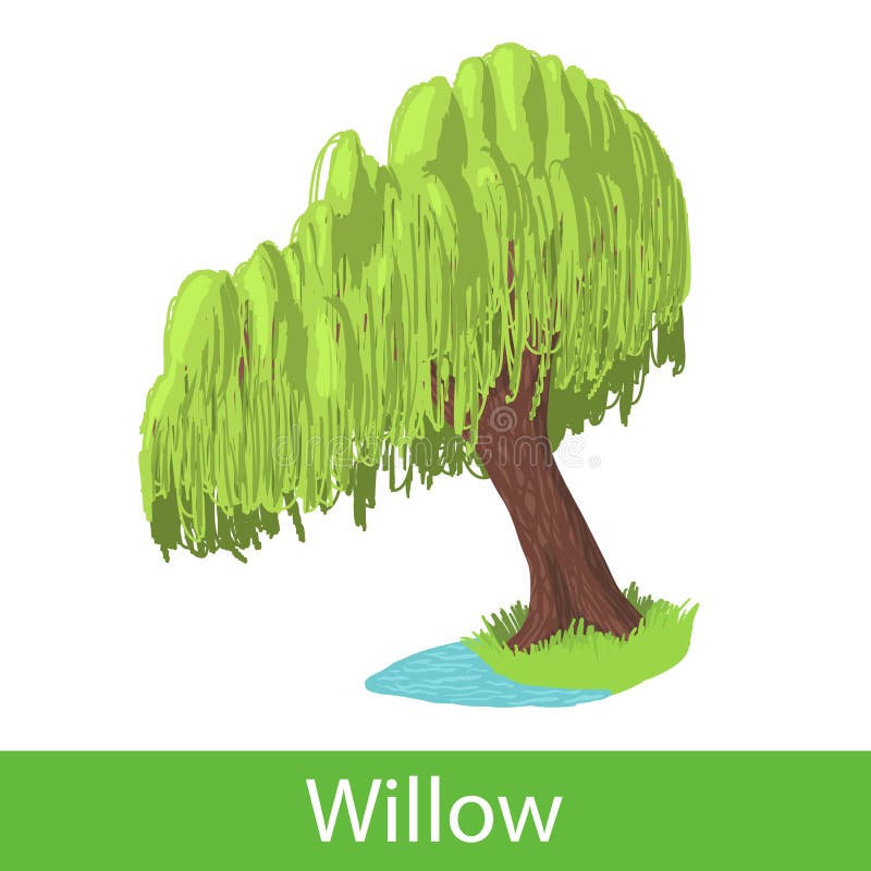 Willow cartoon tree stock vector. Illustration of nature - 79868263
