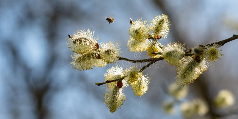 Willow catkin blossom Salix with flying bee