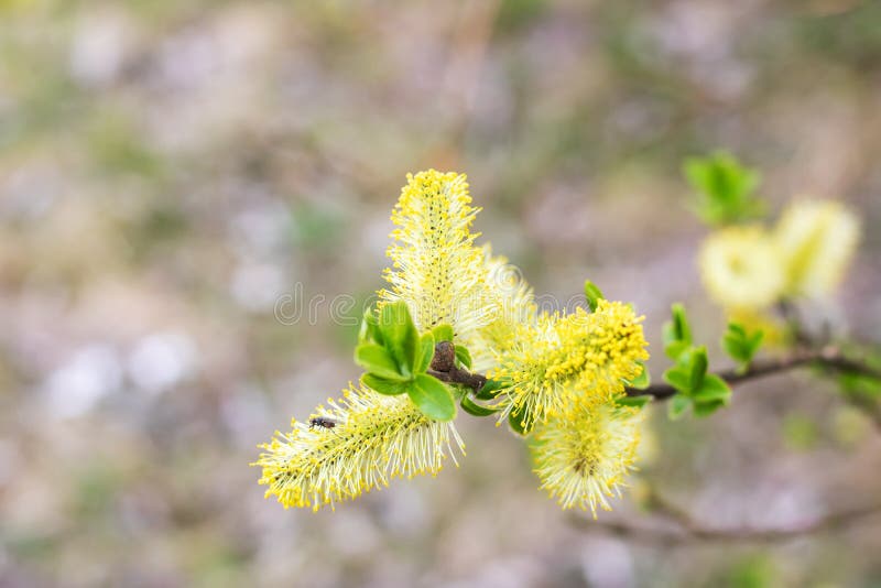 Willow Catkins in Spring. Willow Catkins Tree Stock Image Image of