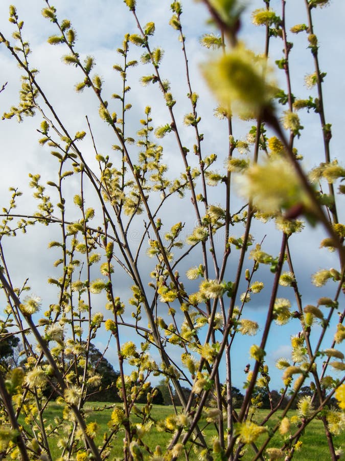 Willow Catkins in Spring Time Stock Photo Image of trees, willows