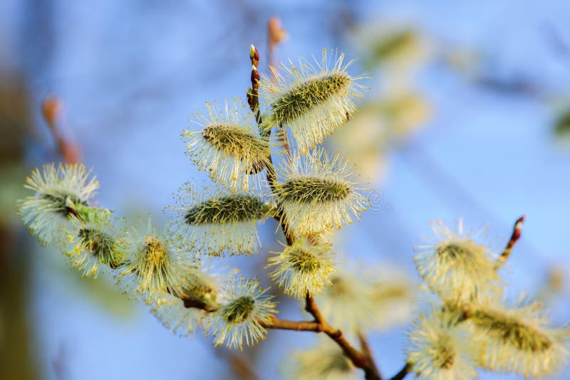 Willow Catkins at Sunset, Closeup Stock Image - Image of botany, close ...