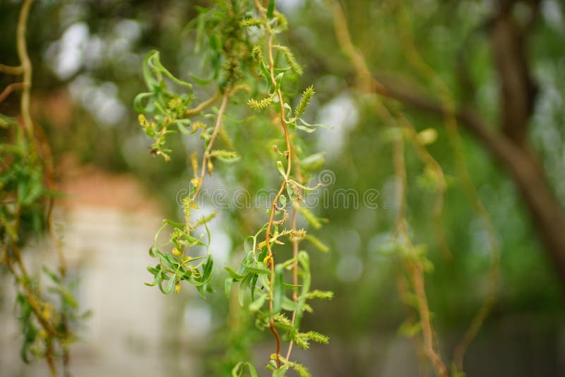 Willow Curly Tree Closeup Branches with Green Leaves in Summer Day